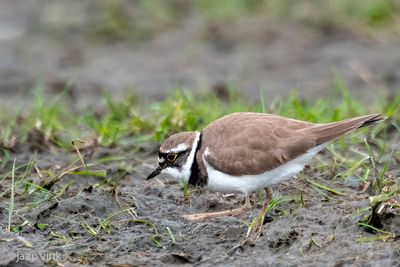 Little Plover - Kleine Plevier - Charadrius dubius