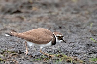 Little Plover - Kleine Plevier - Charadrius dubius