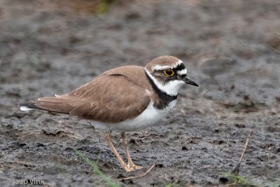 Little Plover - Kleine Plevier - Charadrius dubius