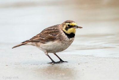 Shore Lark - Strandleeuwerik - Eremophila alpestris