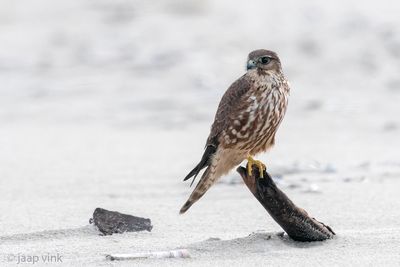 Merlin - Smelleken - Falco columbarius