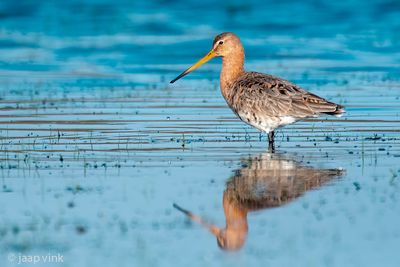 Black-tailed Godwit - Grutto - Limosa limosa