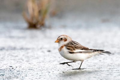 Snow Bunting - Sneeuwgors - Plectrophenax nivalis