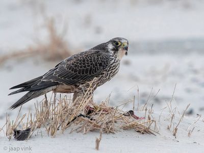 Peregrine - Slechtvalk - Falco peregrinus