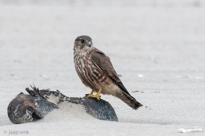 Merlin - Smelleken - Falco columbarius