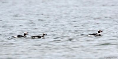 Long-tailed Duck - IJseend - Clangula hyemalis