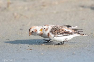 Snow Bunting - Sneeuwgors - Plectrophenax nivalis