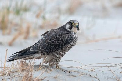 Peregrine - Slechtvalk - Falco peregrinus