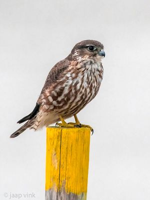 Merlin - Smelleken - Falco columbarius