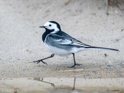 Pied Wagtail - Rouwkwikstaart - Motacilla alba yarrellii