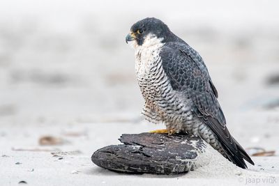 Peregrine - Slechtvalk - Falco peregrinus