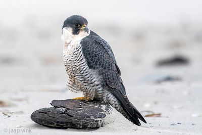 Peregrine - Slechtvalk - Falco peregrinus