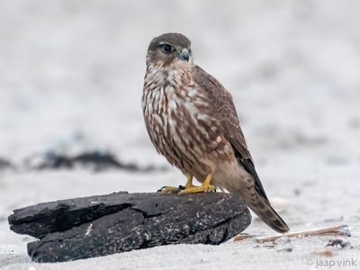 Merlin - Smelleken - Falco columbarius