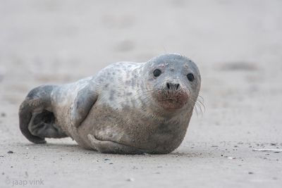 Gray Seal - Grijze Zeehond - Halichoerus grypus
