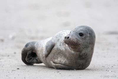 Gray Seal - Grijze Zeehond - Halichoerus grypus