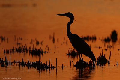 Ardea cinerea (common heron-airone cenerino)