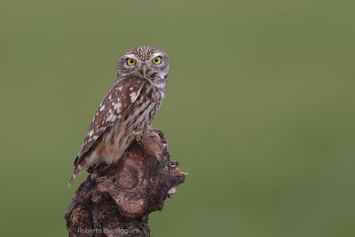 Athene noctua (little owl-civetta)