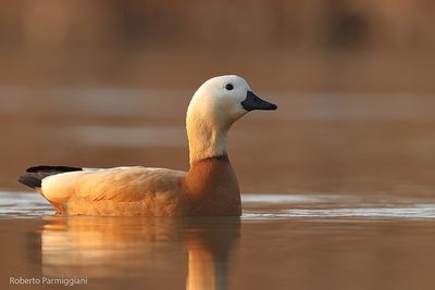 Ruddy Shelduck (Tadorna ferruginea - casarca)