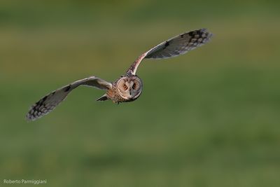 Asio otus (long eared owl-gufo comune)