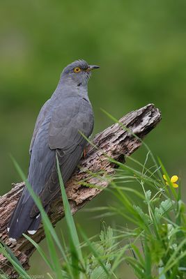 Cuculus canorus (cuckoo - cuculo)