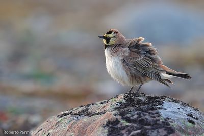 Eremophila alpestris (horned lark  - allodola golagialla)