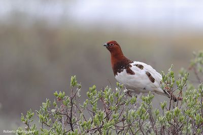 lagopus lagopus (willow ptarmigan - pernice bianca nordica)