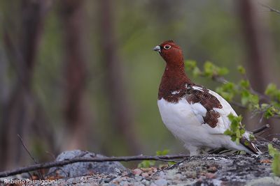 lagopus lagopus (willow ptarmigan - pernice bianca nordica)