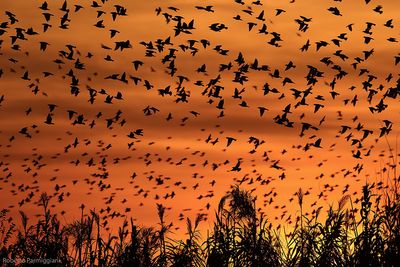 Sturnus vulgaris (common starling-storno)