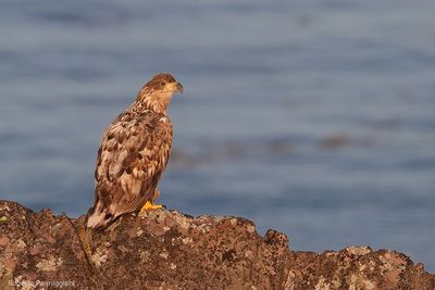 Haliaeetus albicilla (withe tailed eagle - aquila di mare)