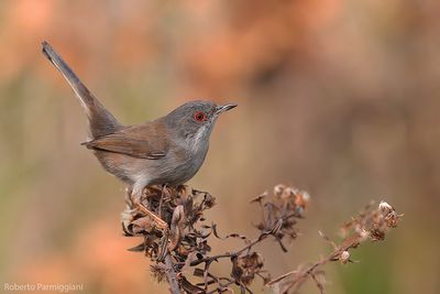Curruca melanocephala (sardinian warbler - occhiocotto)