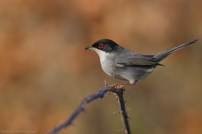 Curruca melanocephala (sardinian warbler - occhiocotto)