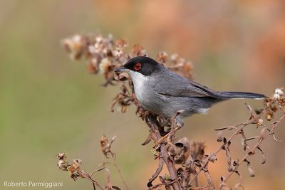 Curruca melanocephala (sardinian warbler - occhiocotto)