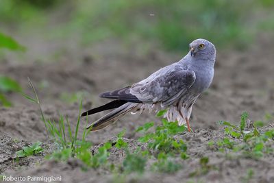 Circus pygargus (albanella minore - montagu's harrier)