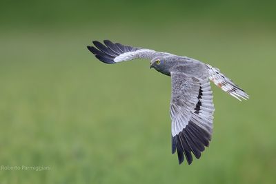 Circus pygargus (albanella minore - montagu's harrier)