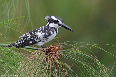 uganda