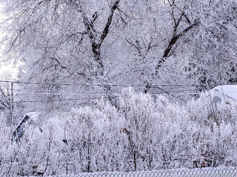Hoar frost from my back yard.