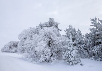 Rime Ice had turned our whole area into a wonderland.