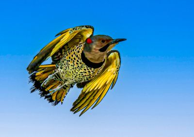 Male Yellow-shafted Northern Flicker. The background is replaced using Photoshop's sky feature.