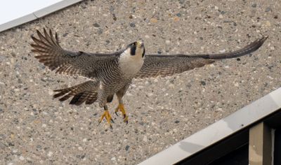 Peregrine Falcon. Same female as last year has returned