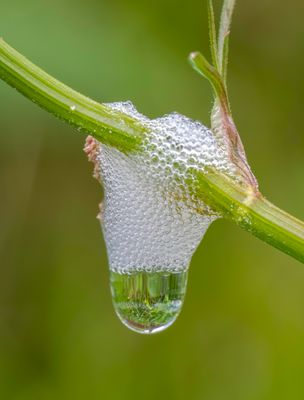 Bubbles from what I think is a Spittlebug near Portree on the Isle of Skye.