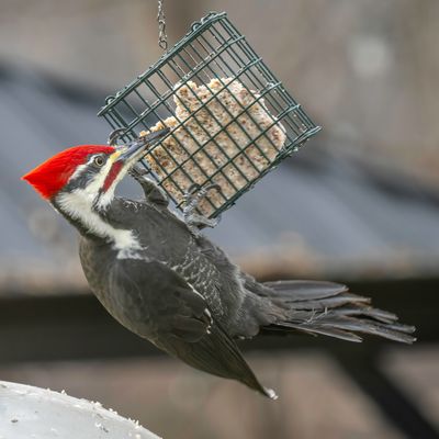 Male Pileated Woodpecker at a suet feeder.