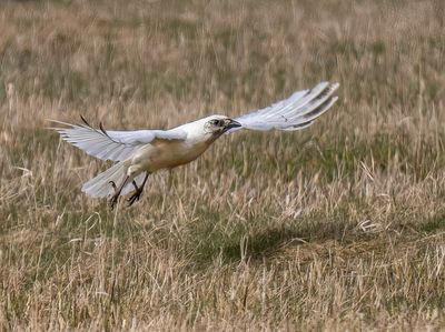 Leucistic Crow. 