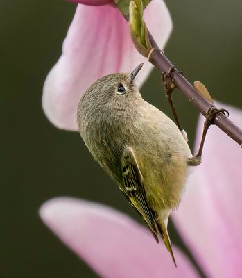 Kinglets