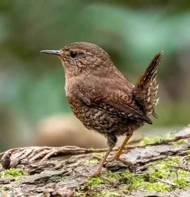 Pacific Wren in a Nature reserve in Nanaimo, B.C.