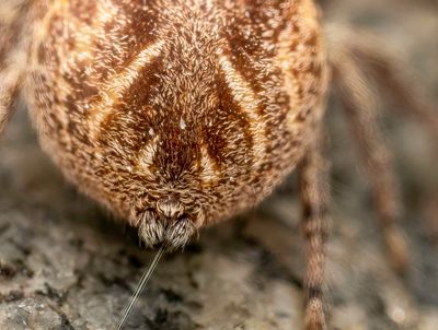 Female Jumping Spider with silk from spinneretes.