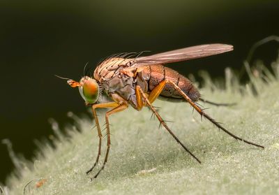 Insects and other interesting creations.