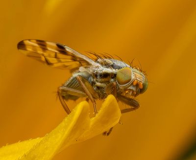 Insects and other interesting creations.
