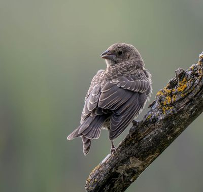 Birds of Canada and U.S.A.