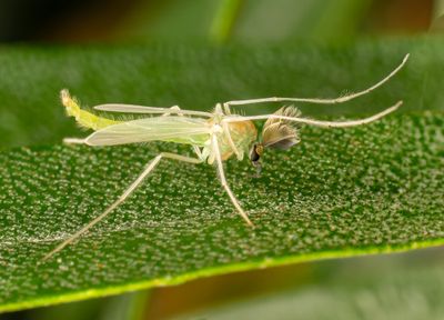 Insects and other interesting creations.