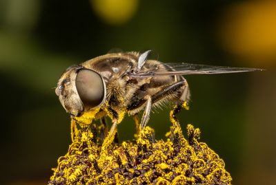 Insects and other interesting creations.